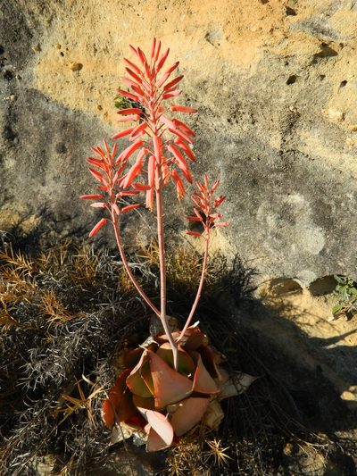 Aloe imalotensis, photographed by Louis Imbeau