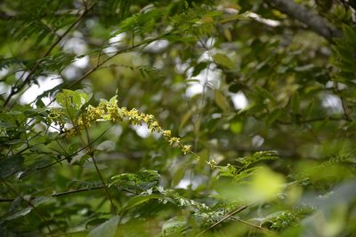 Nissolia fruticosa, photographed by Neptalí Ramírez Marcial