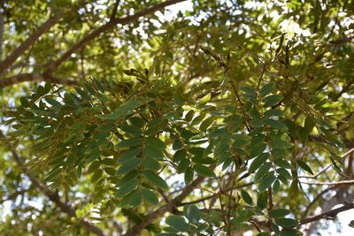 Lonchocarpus rugosus, photographed by Neptalí Ramírez Marcial