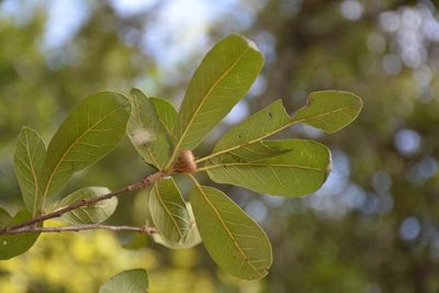 Quercus crassipes, photographed by Neptalí Ramírez Marcial