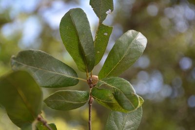 Quercus crassipes, photographed by Neptalí Ramírez Marcial