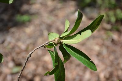 Quercus crassipes, photographed by Neptalí Ramírez Marcial