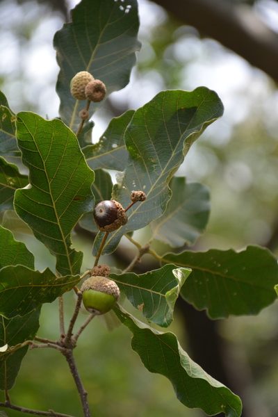 Quercus peduncularis, photographed by Neptalí Ramírez Marcial