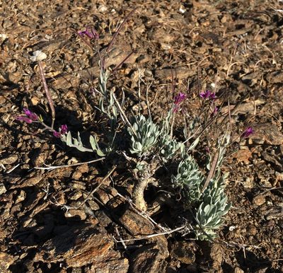 Boechera johnstonii, photographed by Matt Berger