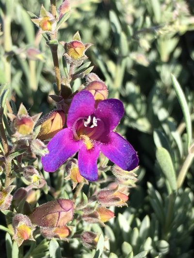 Penstemon californicus, photographed by Matt Berger