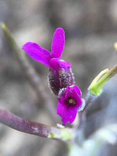 Boechera johnstonii, photographed by Matt Berger