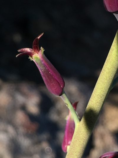 Streptanthus campestris, photographed by Matt Berger