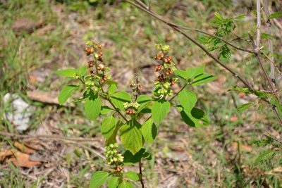 Ocimum campechianum, photographed by Neptalí Ramírez Marcial