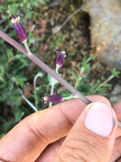Streptanthus campestris, photographed by Matt Berger