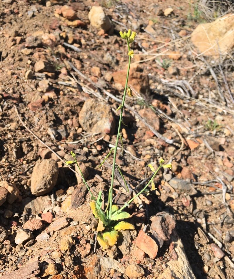Streptanthus simulans, photographed by Matt Berger