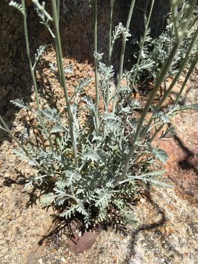 Chaenactis parishii, photographed by Matt Berger