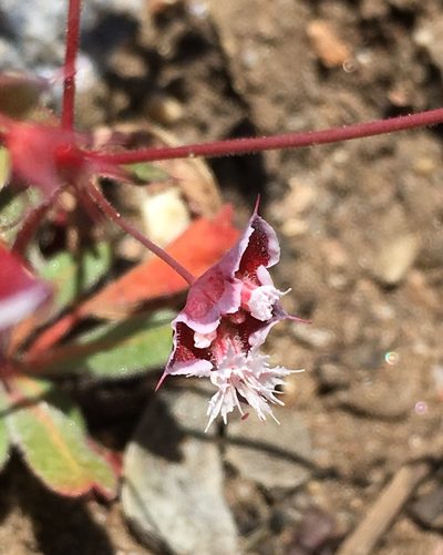 Sidotheca emarginata, photographed by Matt Berger