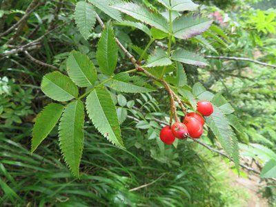 Sorbus sambucifolia, photographed by Marco Mussita