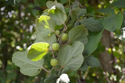 Passiflora holosericea, photographed by Neptalí Ramírez Marcial