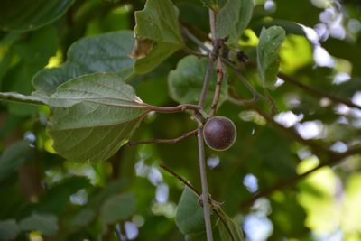 Passiflora holosericea, photographed by Neptalí Ramírez Marcial