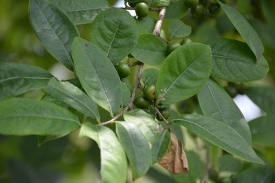 Margaritaria nobilis, photographed by Neptalí Ramírez Marcial