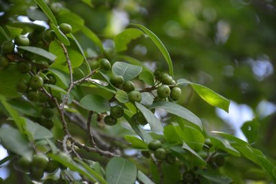 Margaritaria nobilis, photographed by Neptalí Ramírez Marcial
