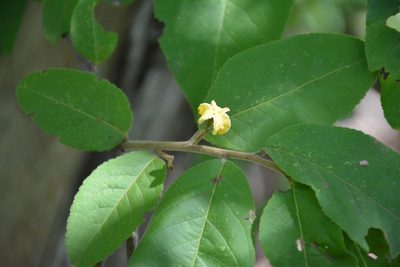 Casearia nitida, photographed by Neptalí Ramírez Marcial