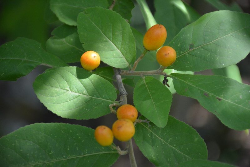 Casearia nitida, photographed by Neptalí Ramírez Marcial