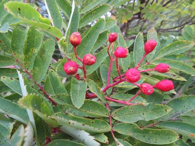 Sorbus matsumurana, photographed by Marco Mussita