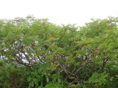Sorbus matsumurana, photographed by Marco Mussita