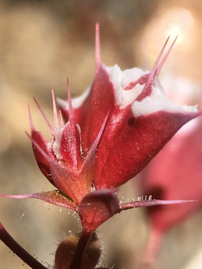 Sidotheca emarginata, photographed by Matt Berger