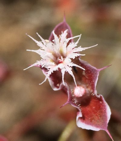 Sidotheca emarginata, photographed by Matt Berger