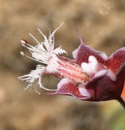 Sidotheca emarginata, photographed by Matt Berger