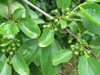Rhamnus ussuriensis, photographed by Repina Tatyana