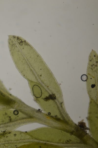 Fissidens crispus, photographed by Randal