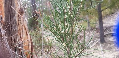 Hakea lissosperma, photographed by Yoav Daniel Bar-Ness