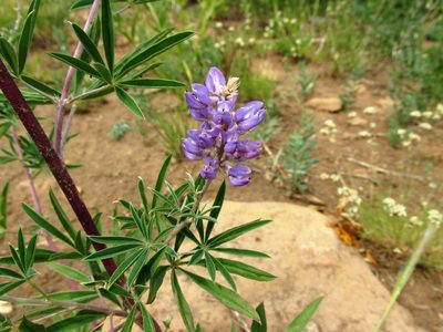 Lupinus caudatus, photographed by John Brew
