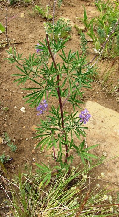 Lupinus caudatus, photographed by John Brew