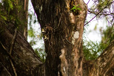 Dendrophylax lindenii, photographed by Melissa McMasters