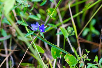 Hydrolea corymbosa, photographed by Melissa McMasters