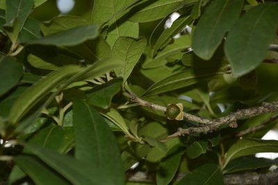 Diospyros ovalifolia, photographed by Siddarth Machado