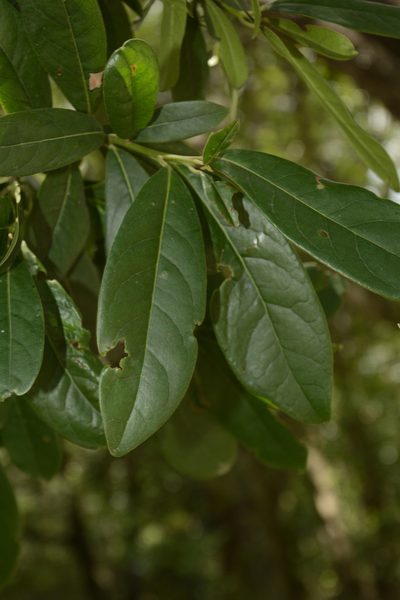 Diospyros ovalifolia, photographed by Siddarth Machado