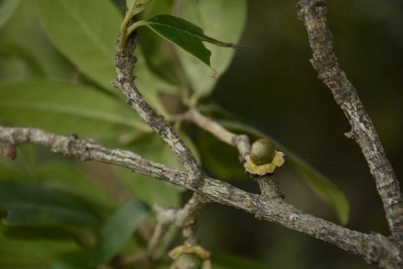 Diospyros ovalifolia, photographed by Siddarth Machado