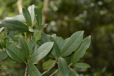 Diospyros ovalifolia, photographed by Siddarth Machado