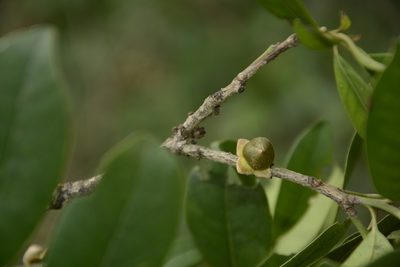 Diospyros ovalifolia, photographed by Siddarth Machado