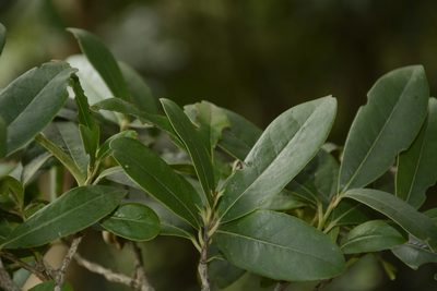 Diospyros ovalifolia, photographed by Siddarth Machado