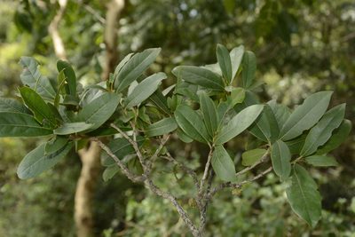 Diospyros ovalifolia, photographed by Siddarth Machado