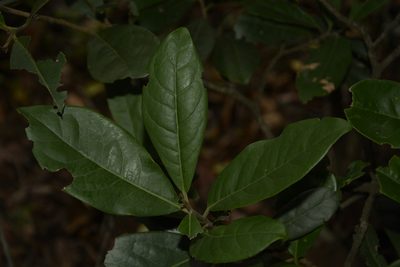 Diospyros ovalifolia, photographed by Siddarth Machado
