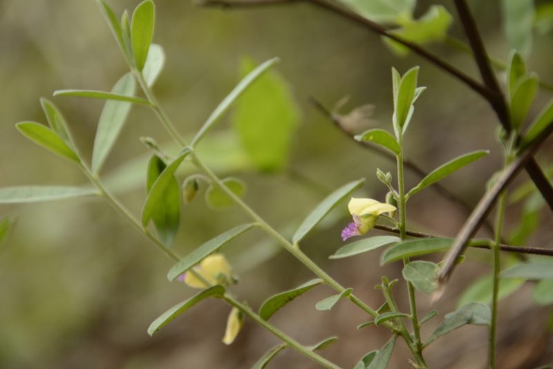 Polygala javana, photographed by Siddarth Machado