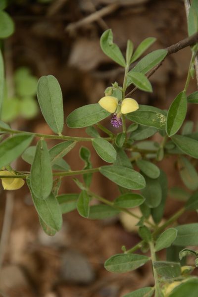 Polygala javana, photographed by Siddarth Machado