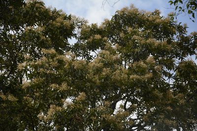 Terminalia elliptica, photographed by Siddarth Machado