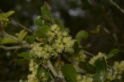 Flacourtia indica, photographed by Siddarth Machado