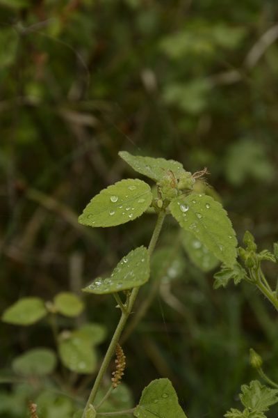Acalypha capitata, photographed by Siddarth Machado