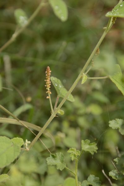 Acalypha capitata, photographed by Siddarth Machado