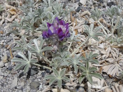 Lupinus duranii, photographed by Thomas Koffel